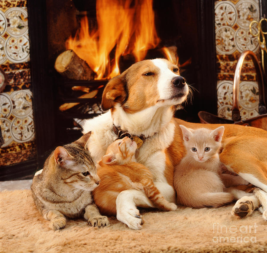 Tabby Cat Kittens And Border Collie Photograph By Jane Burton 