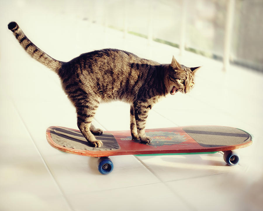 Tabby Cat On Skateboard by Hulya Ozkok