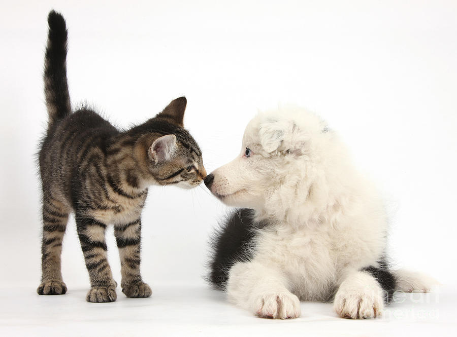 Tabby Kitten and Border Collie Photograph by Mark Taylor