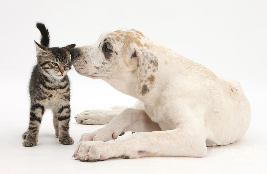 Tabby Kitten & Great Dane Pup Photograph by Mark Taylor