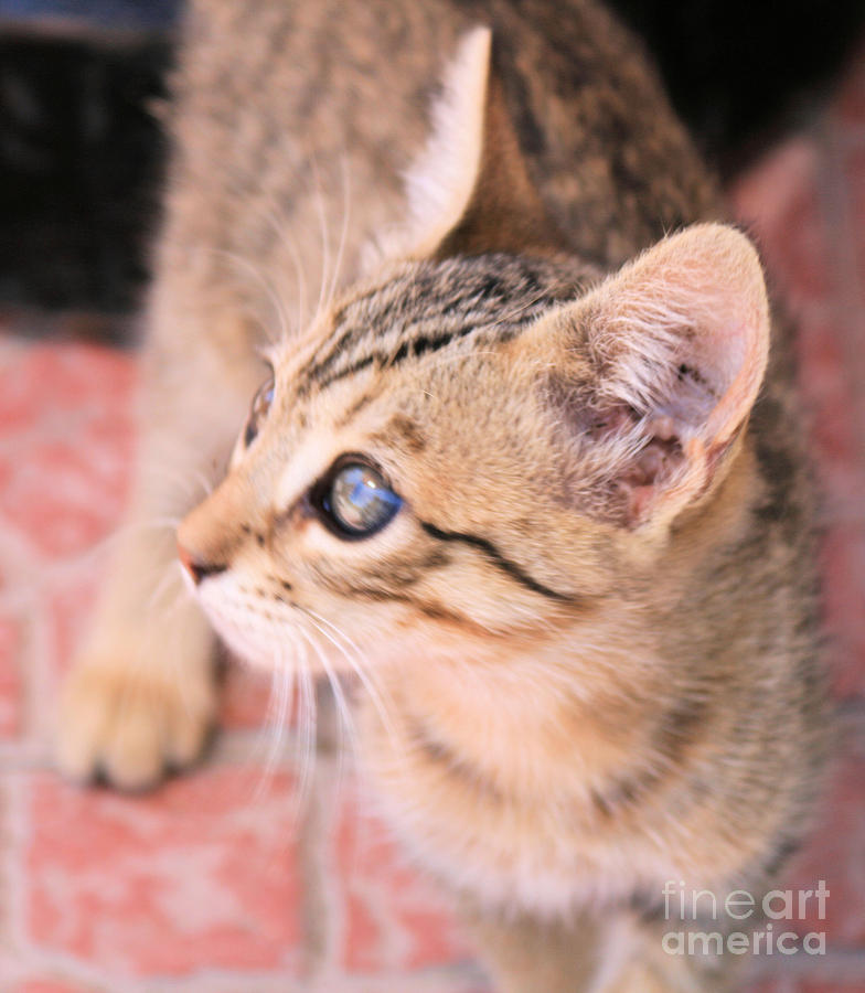 Tabby Kitten Photograph By Ruth Hallam Fine Art America