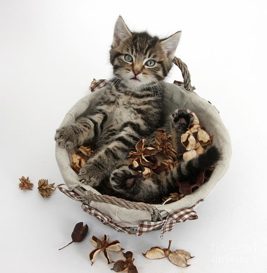 Nature Photograph - Tabby Kitten In Potpourri Basket by Mark Taylor