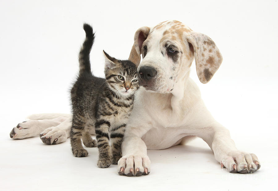Nature Photograph - Tabby Kitten Nuzzling Great Dane Pup by Mark Taylor