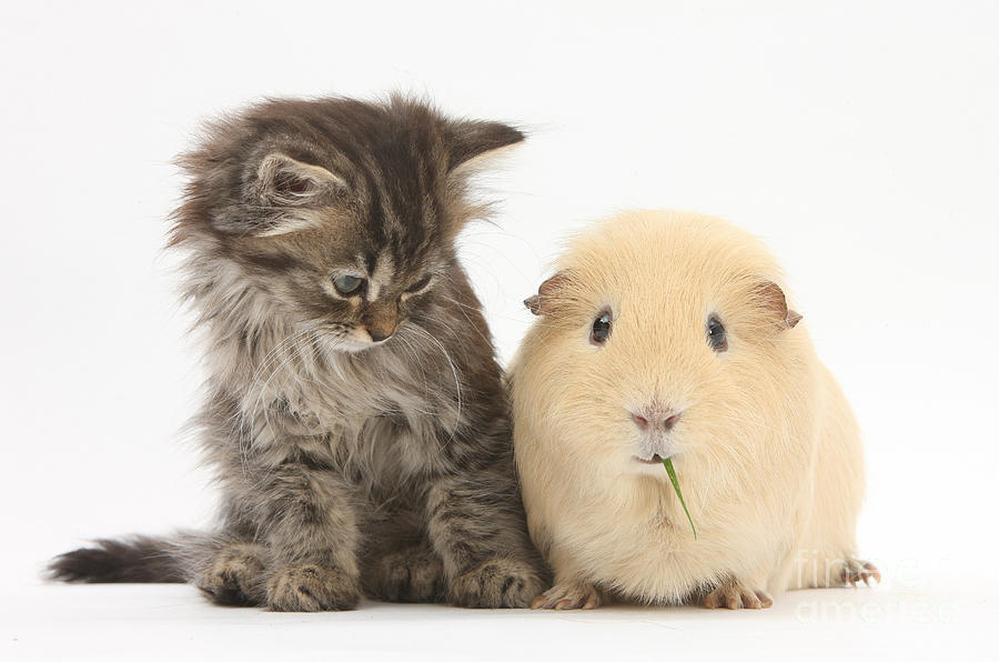 Nature Photograph - Tabby Kitten With Yellow Guinea Pig by Mark Taylor