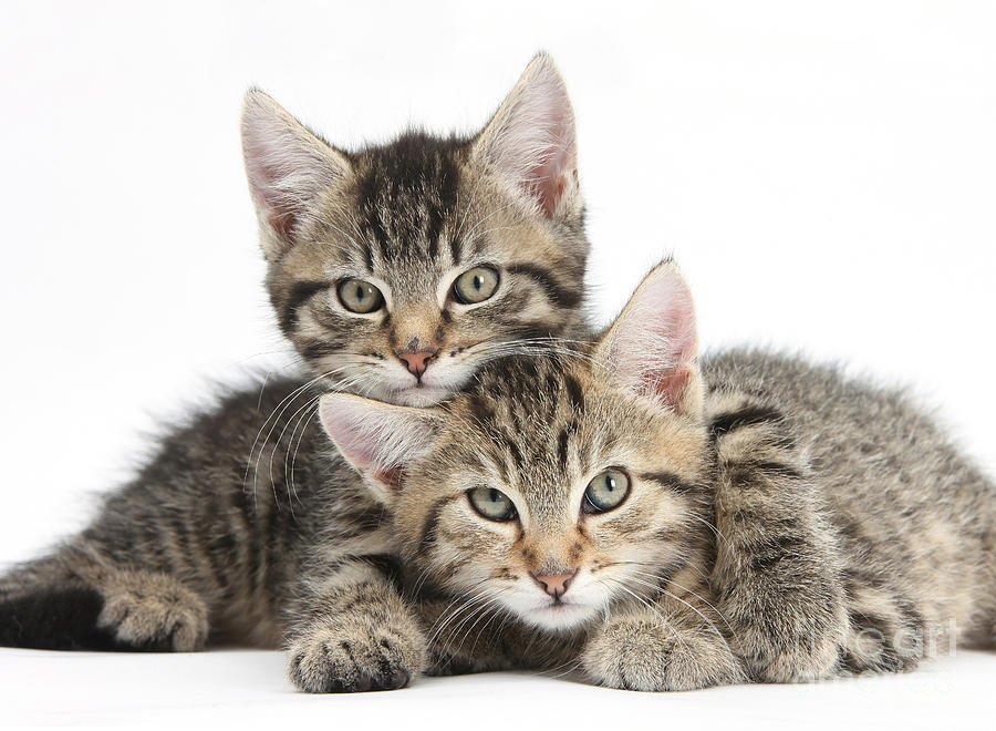 Tabby Kittens Cuddling Photograph by Mark Taylor - Fine Art America