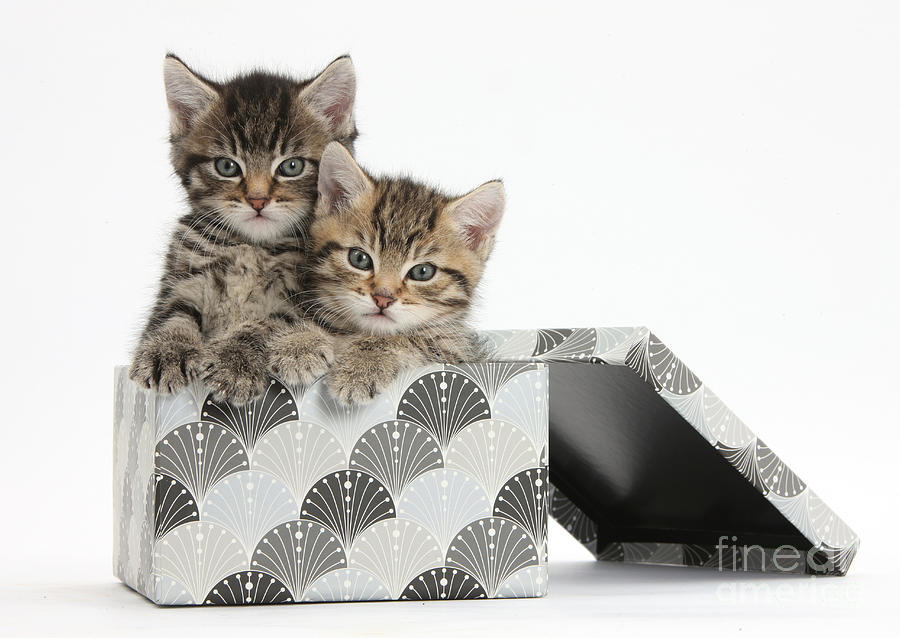Tabby Kittens In Gift Box Photograph by Mark Taylor