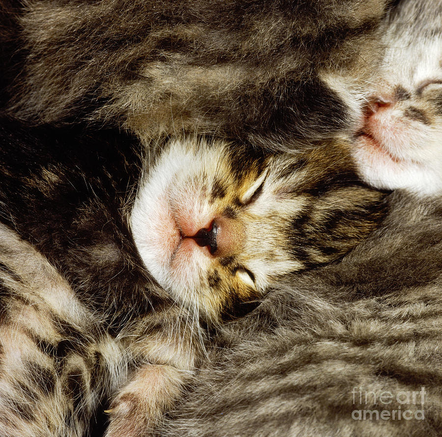 Tabby Kittens Photograph By Jane Burton 