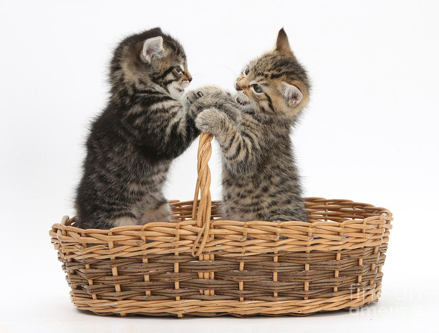 Tabby Kittens Playing In Basket Photograph by Mark Taylor