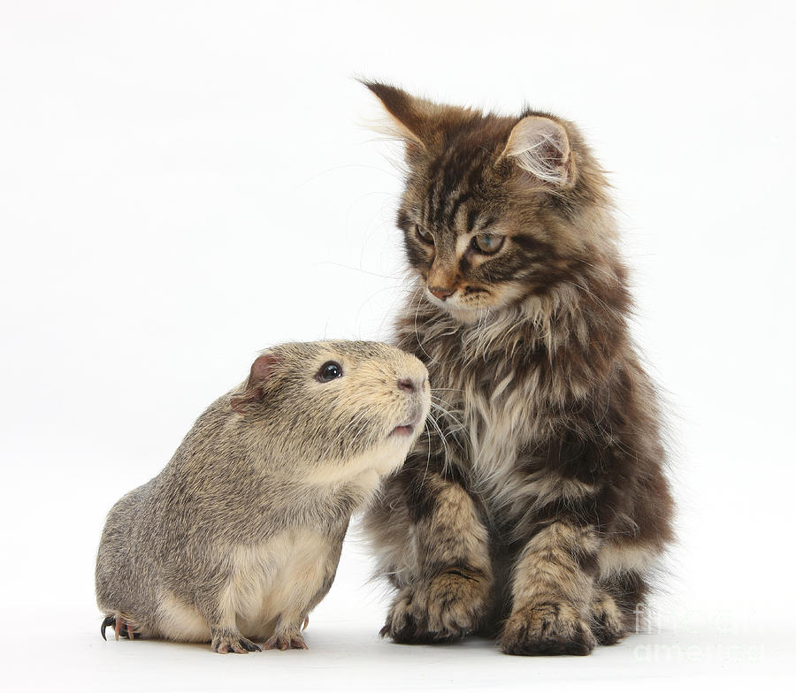 Tabby Maine Coon Kitten With Guinea Pig Photograph by Mark Taylor