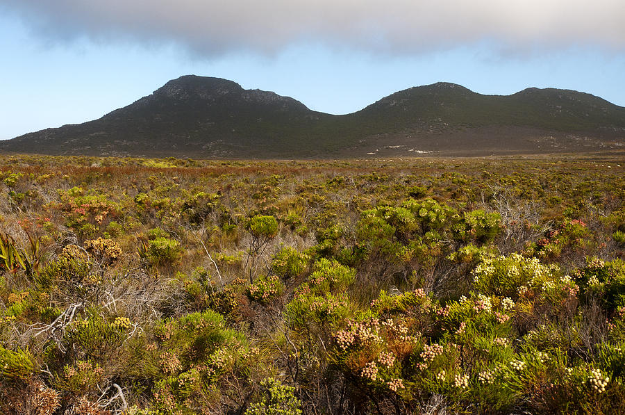 Table Mountain National Park Photograph - Table Mountain National Park by Fabrizio Troiani