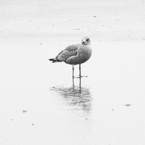 Seagull Photograph - #tagstagram .com #me #implus_daily by Becky Holland