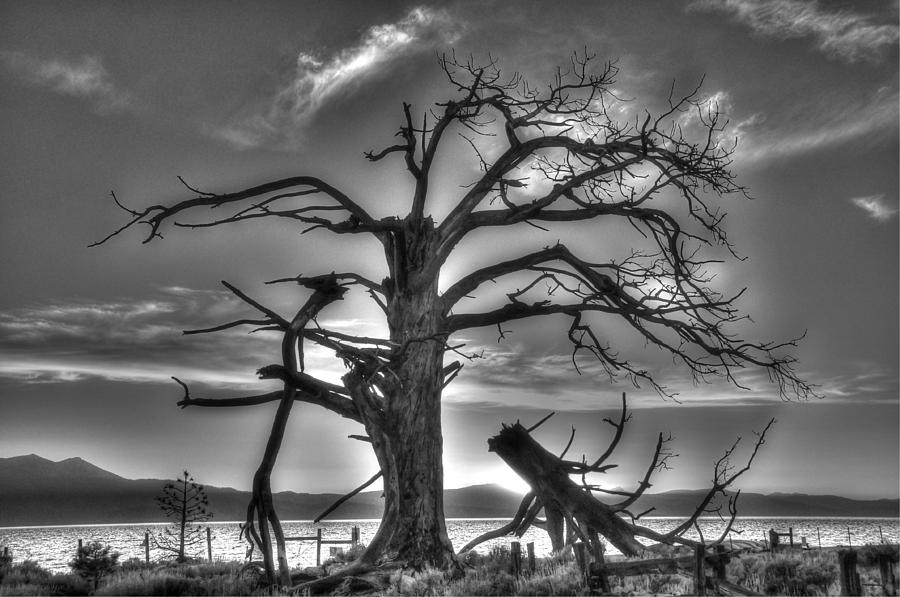 Tahoe Sunset Behind Dead Tree BW Photograph by Bruce Friedman