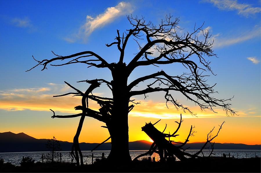 Tahoe Sunset With Dead Tree Silhouette Photograph by Bruce Friedman