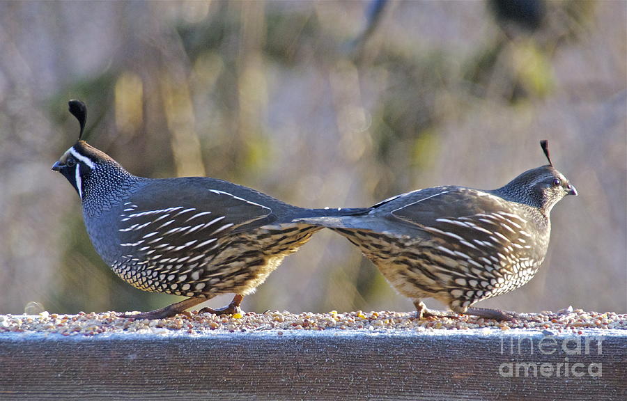 Nature Photograph - Tail to Tail Quail by Sean Griffin