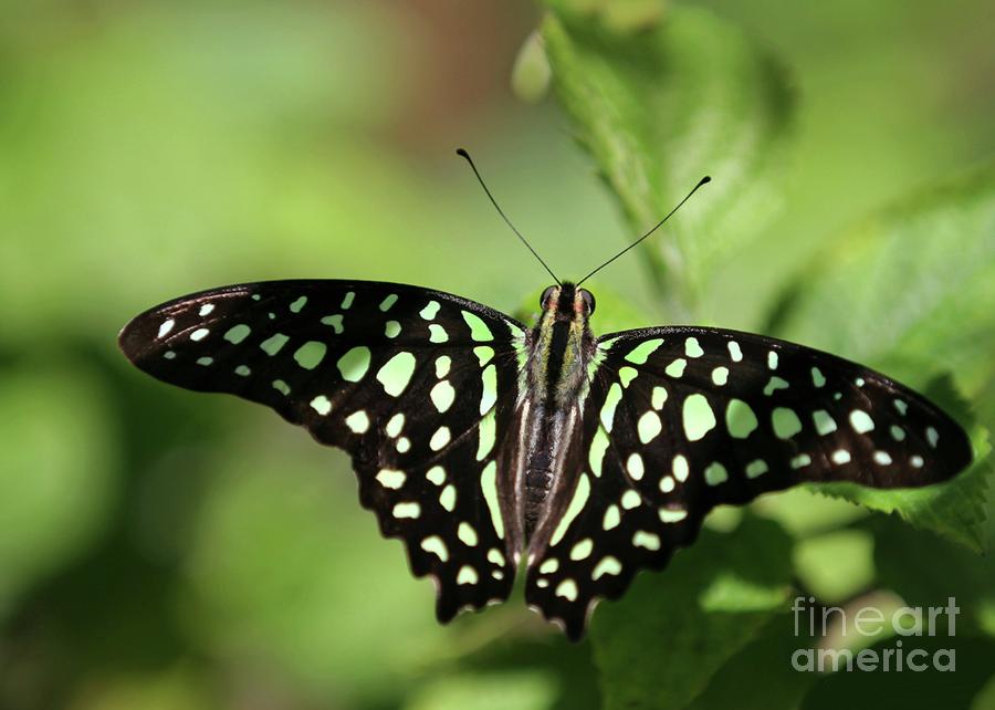 Tailed Jay Butterfly Photograph by Sabrina L Ryan
