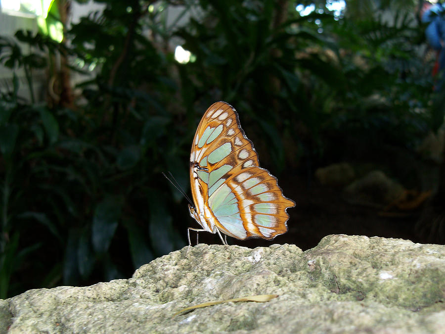 Malachite Butterfly Photograph by Corinne Elizabeth Cowherd