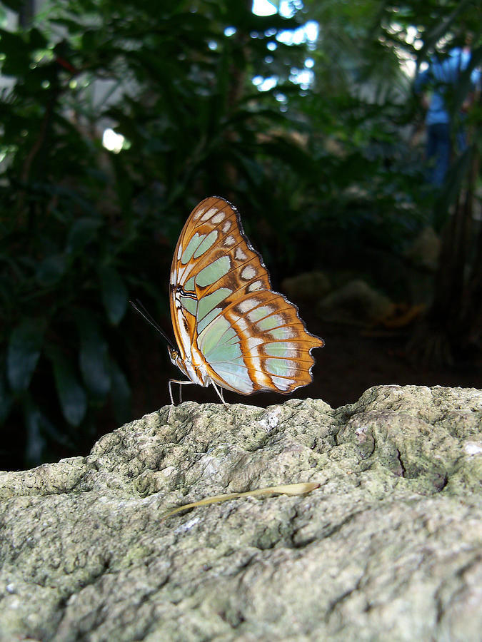 Malachite Butterfly #1 Photograph by Corinne Elizabeth Cowherd