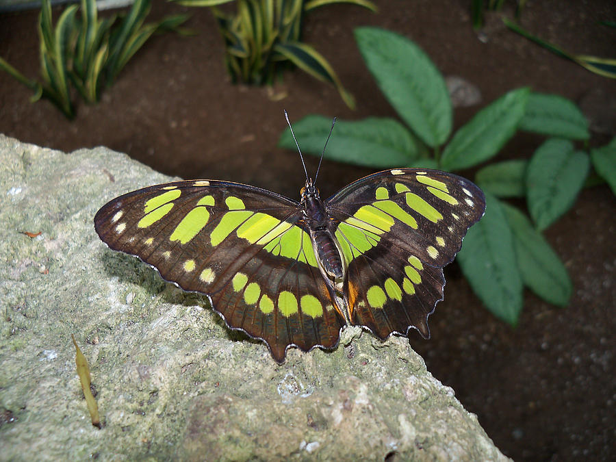 Malachite Butterfly #2 Photograph by Corinne Elizabeth Cowherd