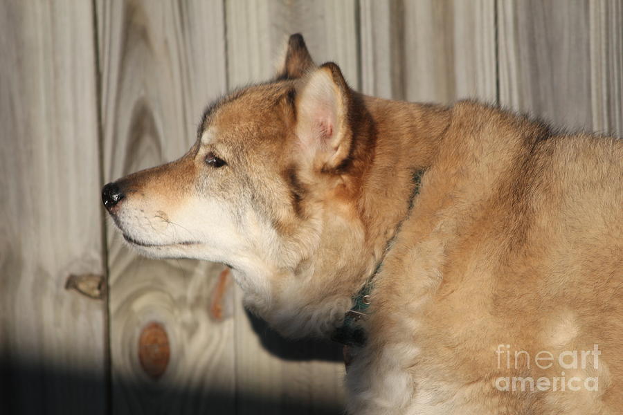 Dog Photograph - Taji by Sheri Simmons