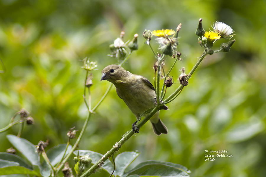 Take a Look - Lesser Goldfinch Photograph by James Ahn