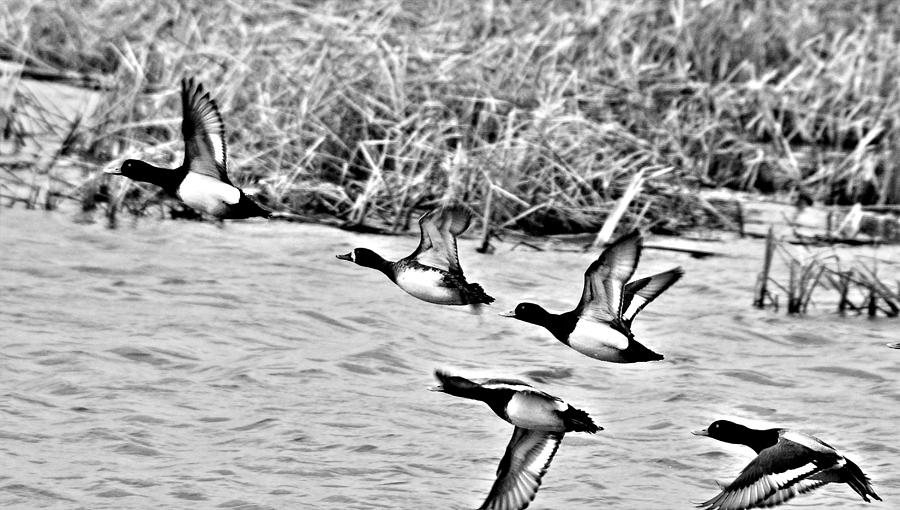 Take Flight No. 2 in Black and White Photograph by Janice Adomeit