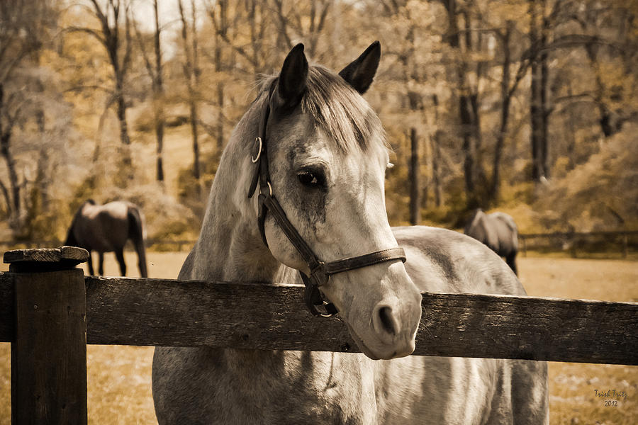 Horse Photograph - Take Me Home by Trish Tritz