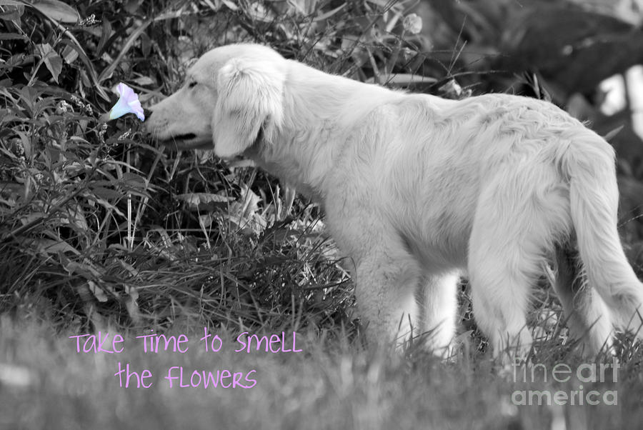 Take Time to Smell the Flowers Photograph by Lila Fisher-Wenzel
