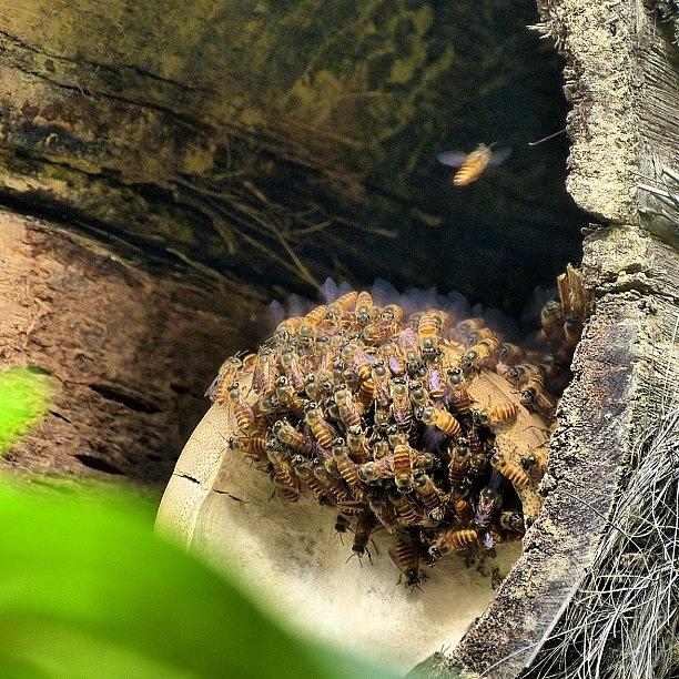 Nature Photograph - Taken By Me #beehive #bee #hive #bali by Omar Al Emadi