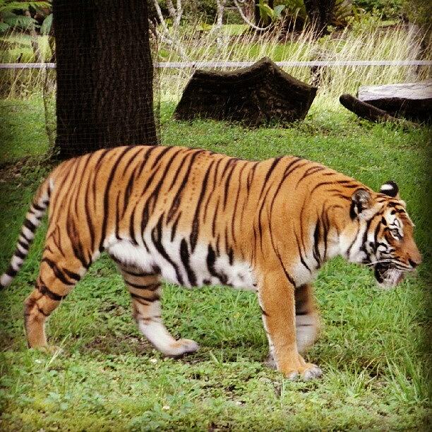 Summer Photograph - Taken From My Olympus #tiger #zoo by Travis Albert
