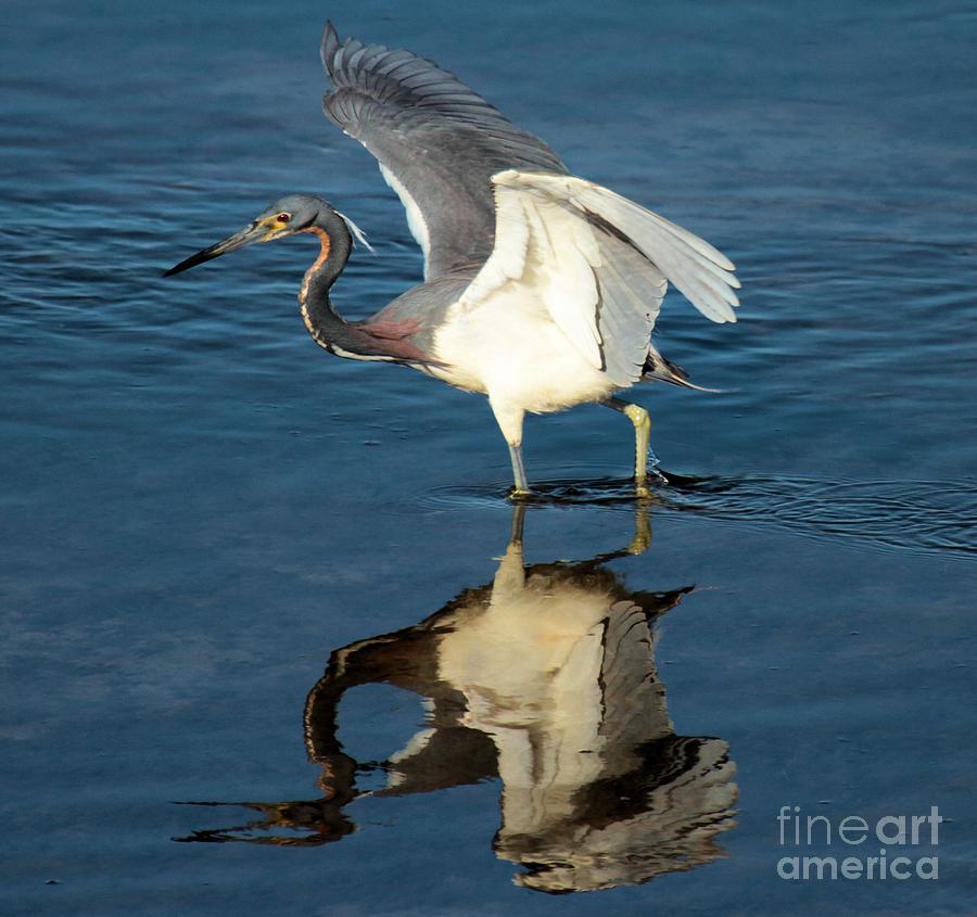 Heron Photograph - Takeoff by Adam Jewell