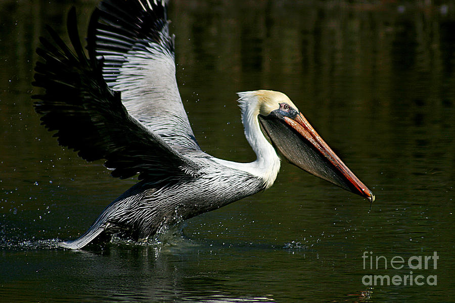 Pelican Photograph - Takeoff Pelican by Joan McCool
