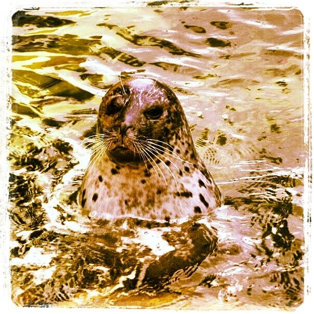 Seal Photograph - Taking a dip by Lottie H