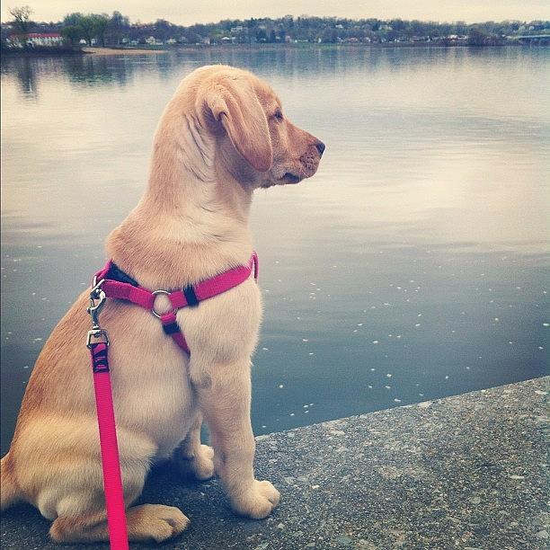 Puppy Photograph - Taking A Stroll Along The River.  #puppy by Jordan Roberts
