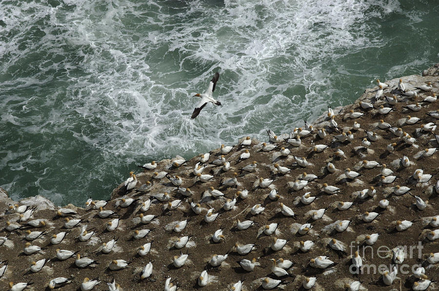 Gannet Colony New Zealand Photograph by Bob Christopher