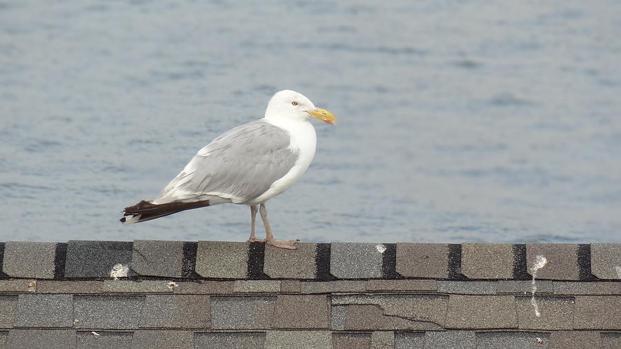 Seagull Photograph - Taking in the View by Jessica Cruz Seagull Photograph - Taking in the View by Jessica Cruz