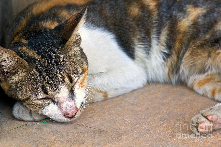 Cat Photograph - Taking  Nap by Charuhas Images