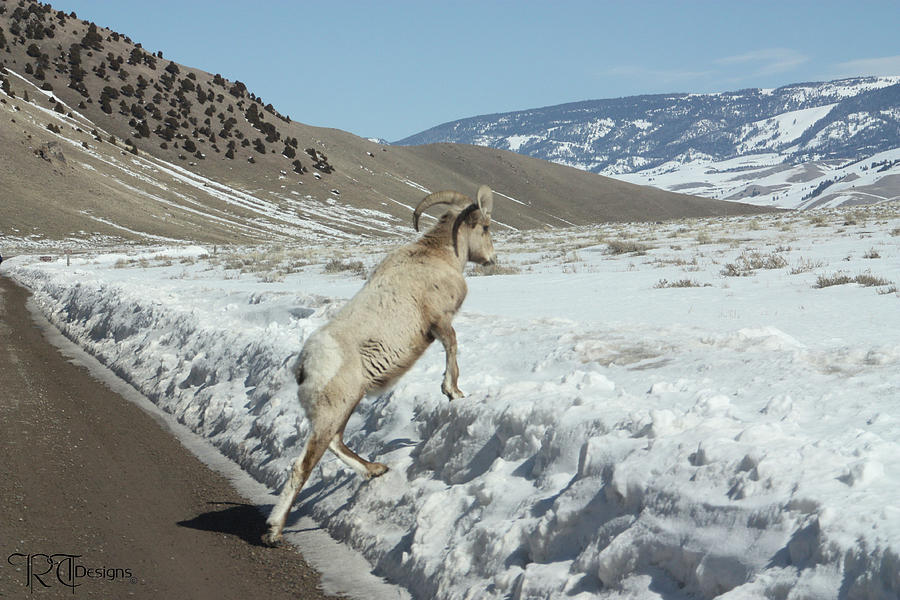 taking-the-higher-road-photograph-by-rick-thiemke-fine-art-america