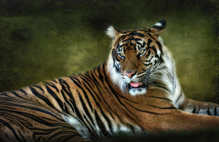 Tale of a Tiger Photograph by Saija Lehtonen