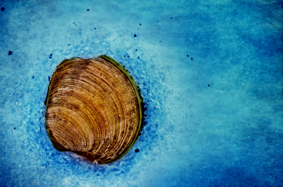 Shell Photograph - Tales From A Frozen Beach by Dmitriy Mirochnik Shell Photograph - Tales From A Frozen Beach by Dmitriy Mirochnik