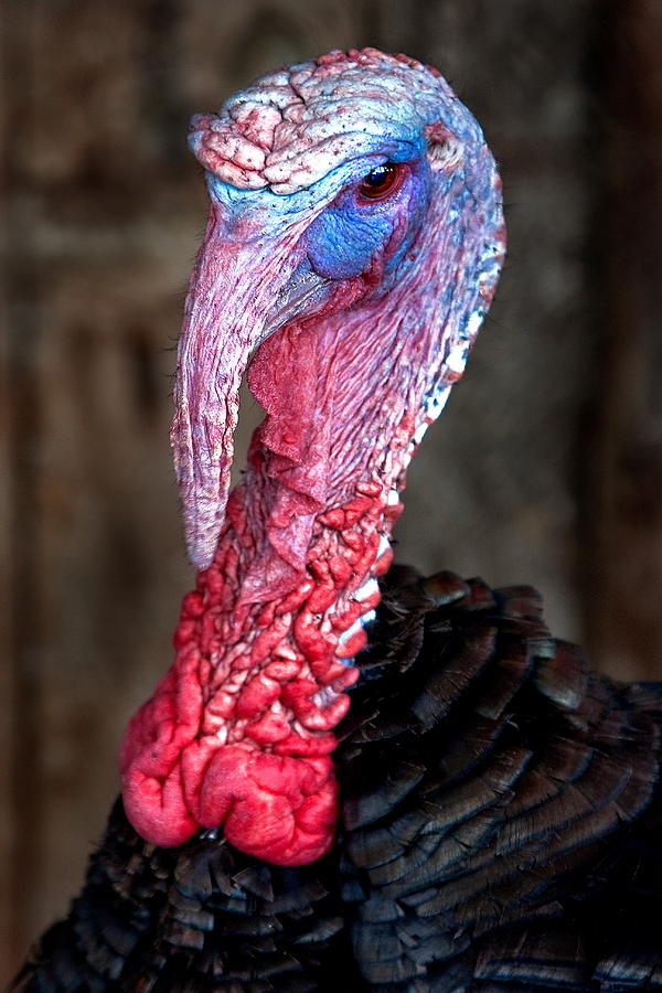 Talk Turkey Photograph by Burney Lieberman