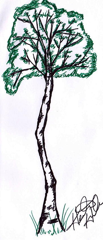 Tree Drawing - Tall Birch by Heather  Hubb
