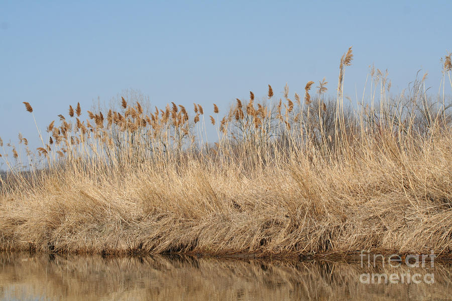 Tall Brown Grass On The Edge Of A River Photograph by Christopher Purcell