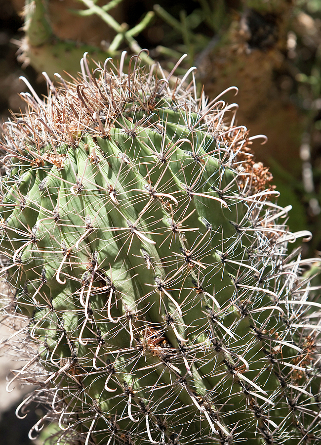 Tall Cactus Photograph by Gilbert Artiaga