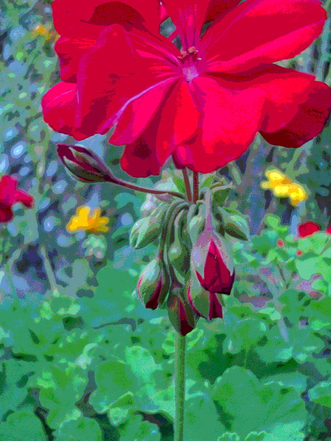 Tall Geranium Flower and Buds Photograph by Padre Art