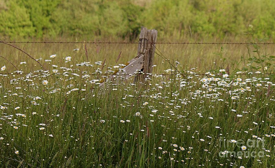 Nature Photograph - Tall Grass and Daisies by Erica Hanel