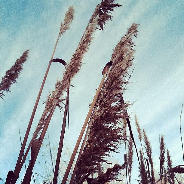 Nature Photograph - Tall Grass by Derek M