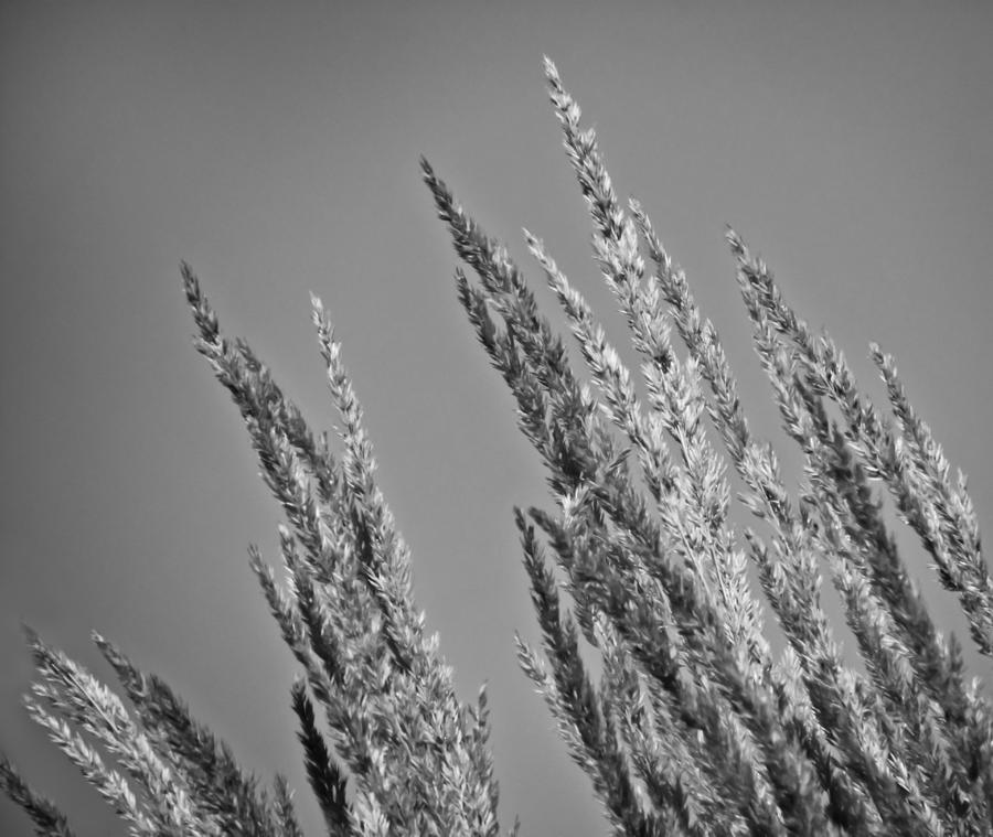 Black And White Photograph - Tall Grass in Black and White by Eva Kondzialkiewicz