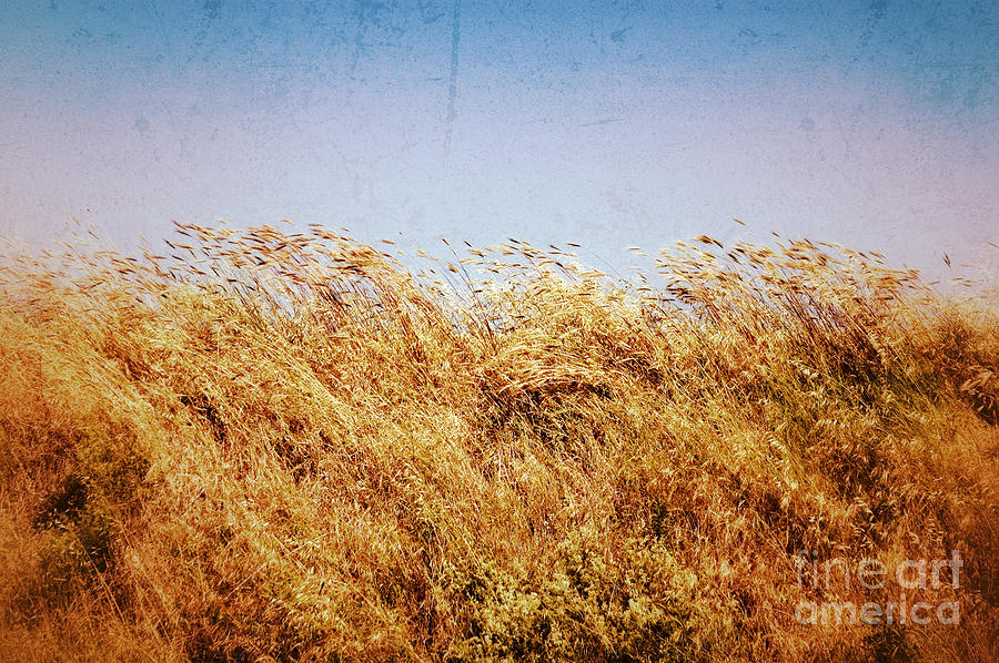 Tall grass in the wind Photograph by Silvia Ganora