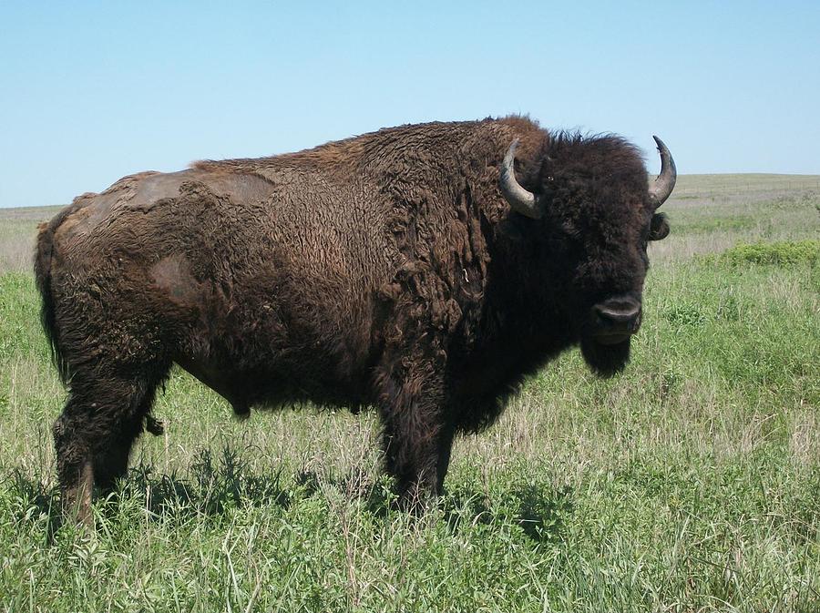 Tall Grass Prairie Bison Photograph - Tall Grass Prairie Bison Fine Art ...