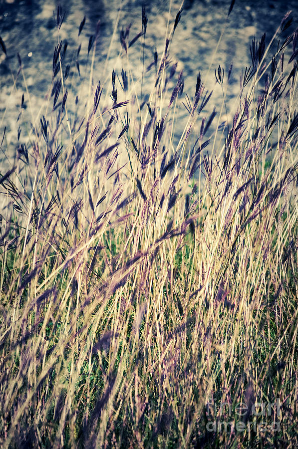 Nature Photograph - Tall grass by Silvia Ganora